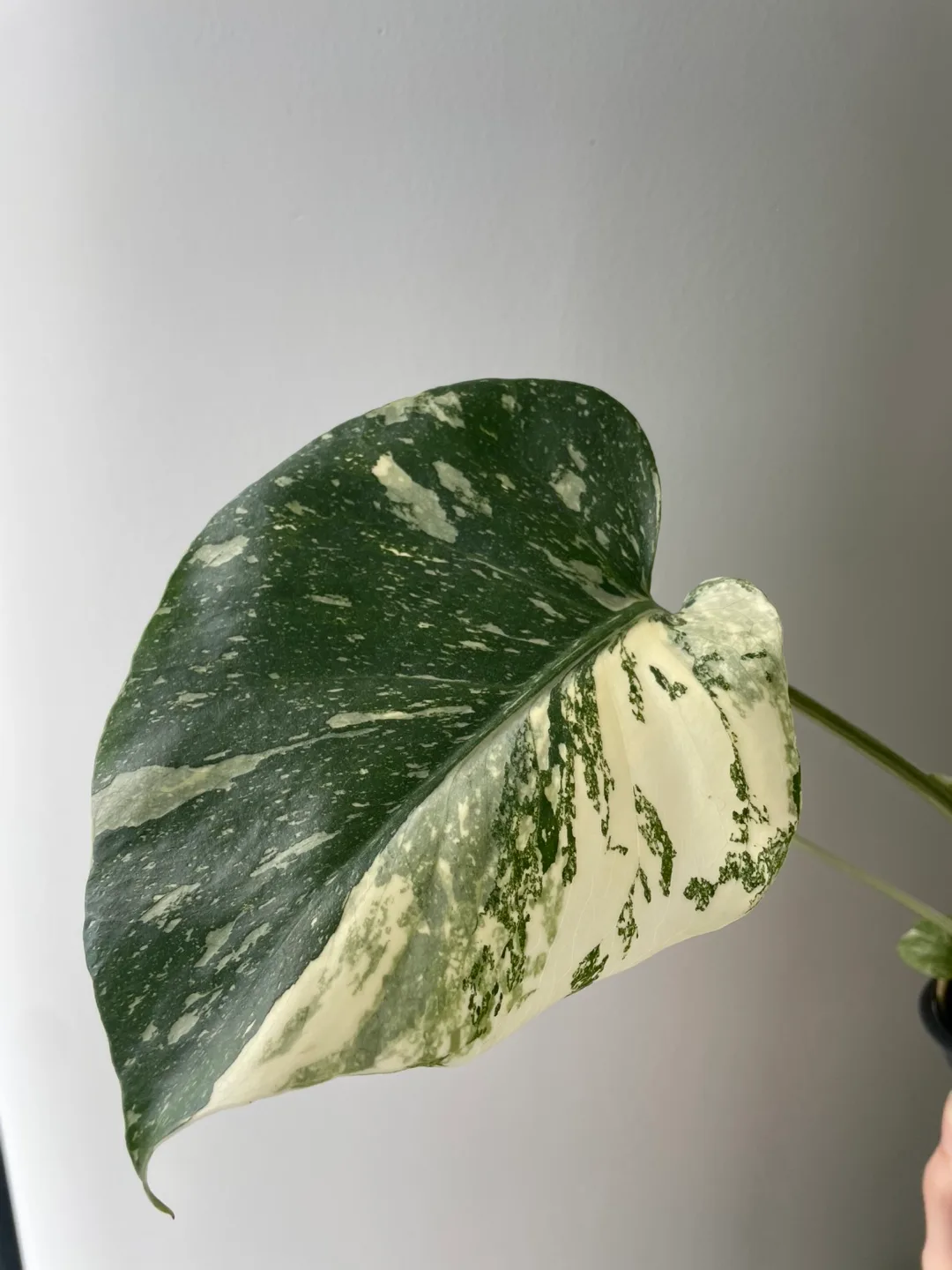 Monstera Thai Constellation Plant image indicator(4)