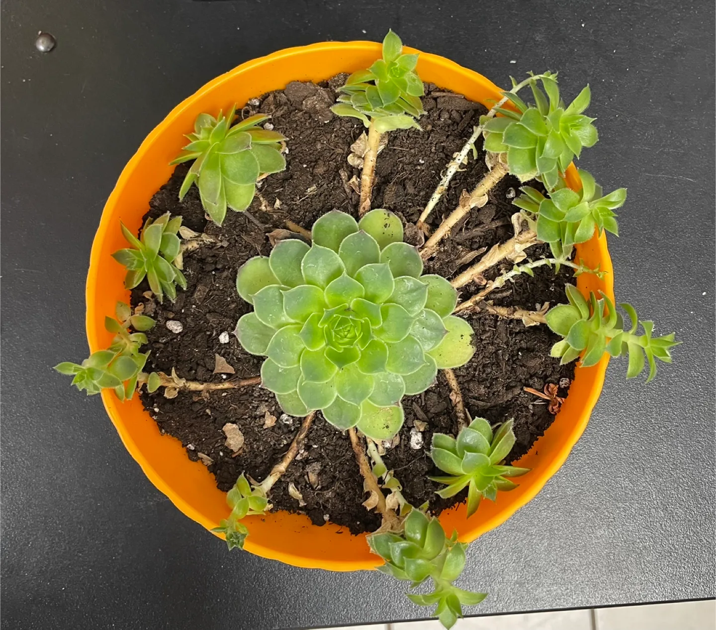 Succulent Plant in Orange Pot