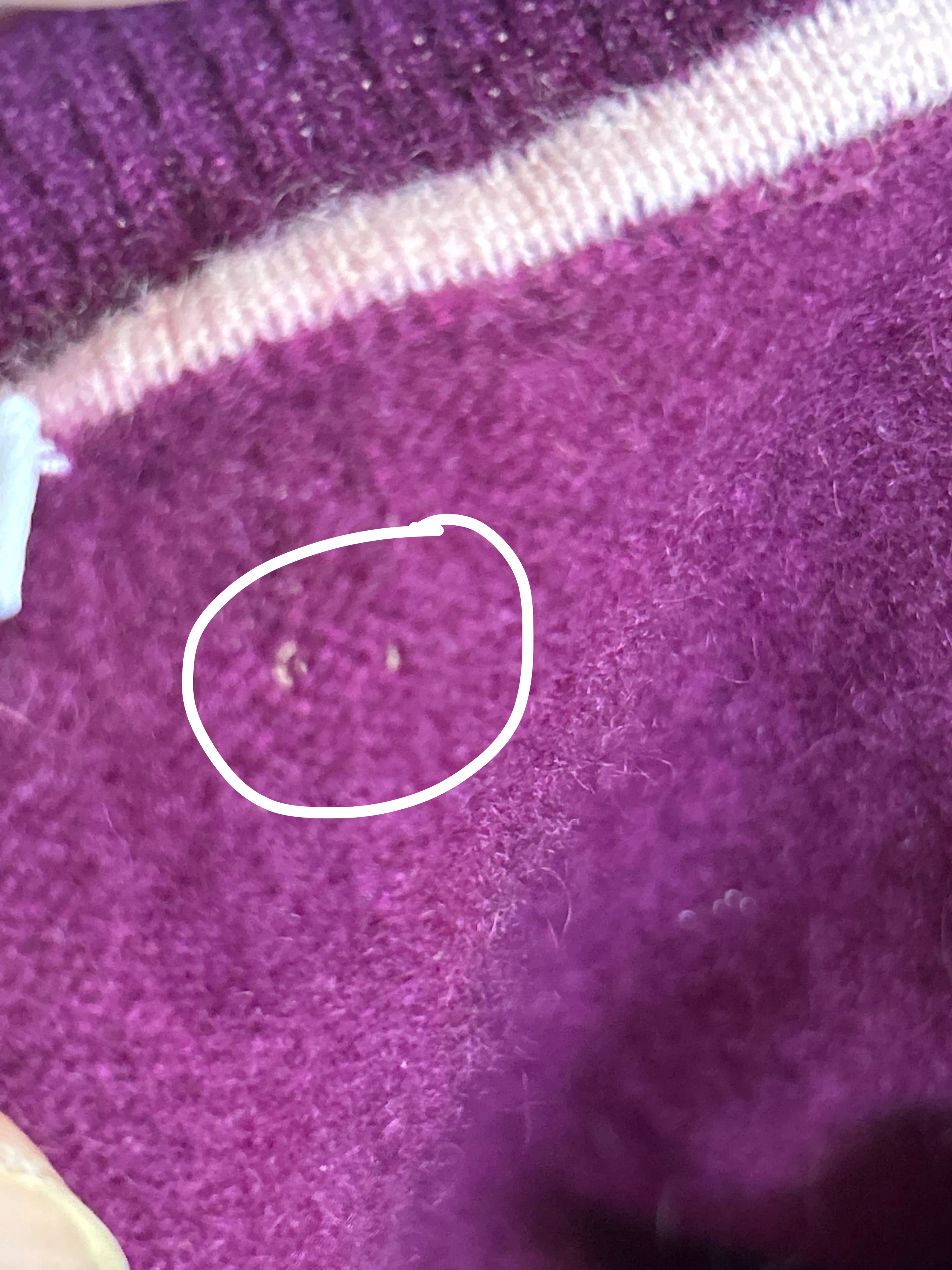 Isaac Mizrahi LIVE 100% Cashmere Sweater - Size S image indicator(4)