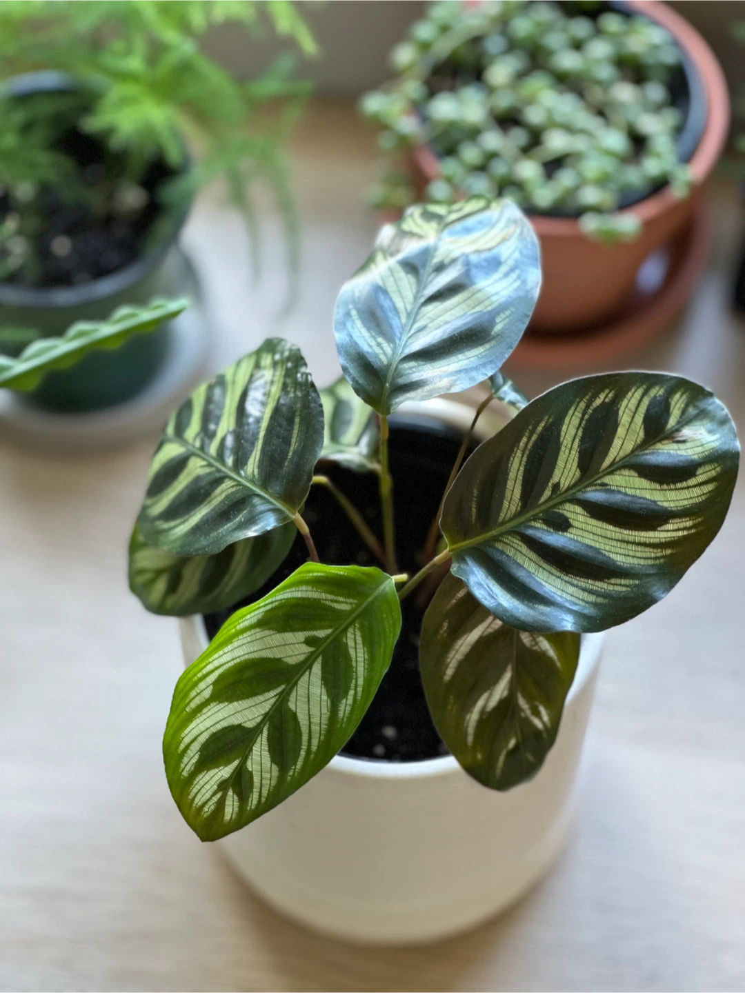 Calathea Peacock Plant - photo 2