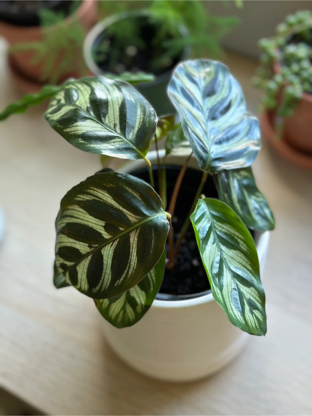 Calathea Peacock Plant - photo 3