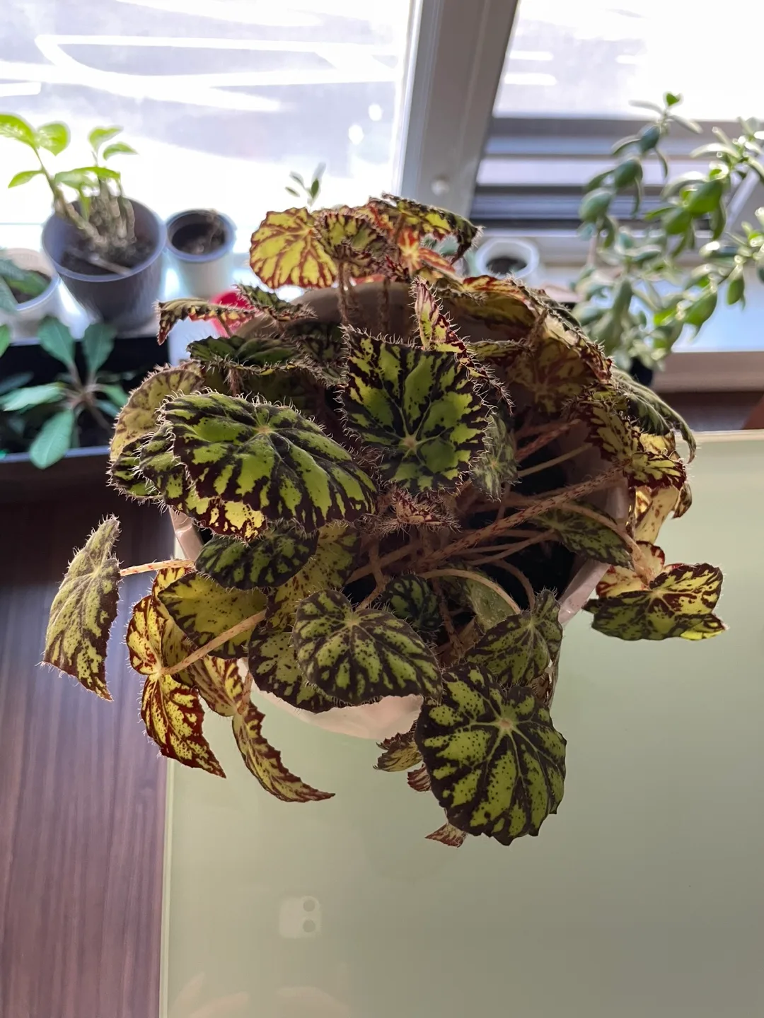 Begonia Plant in White Pot image indicator(2)
