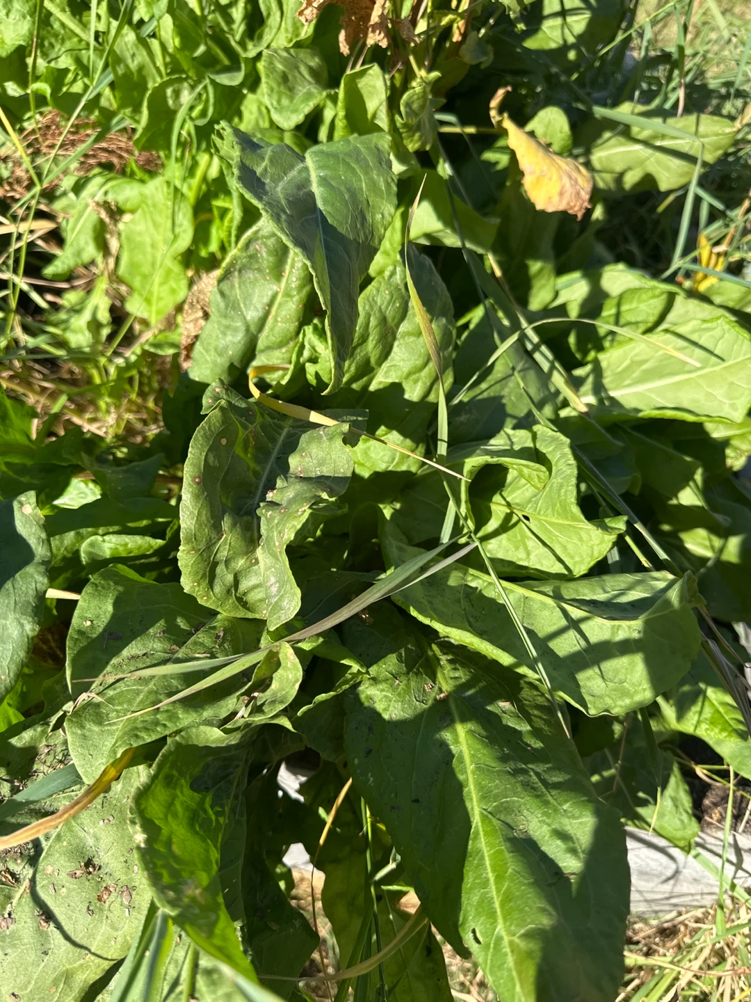 Sorrel - well established- free