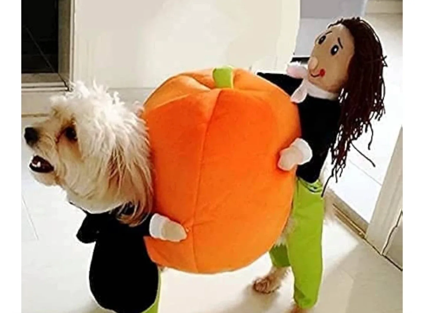 Dog pumpkin Halloween costume thumbnail