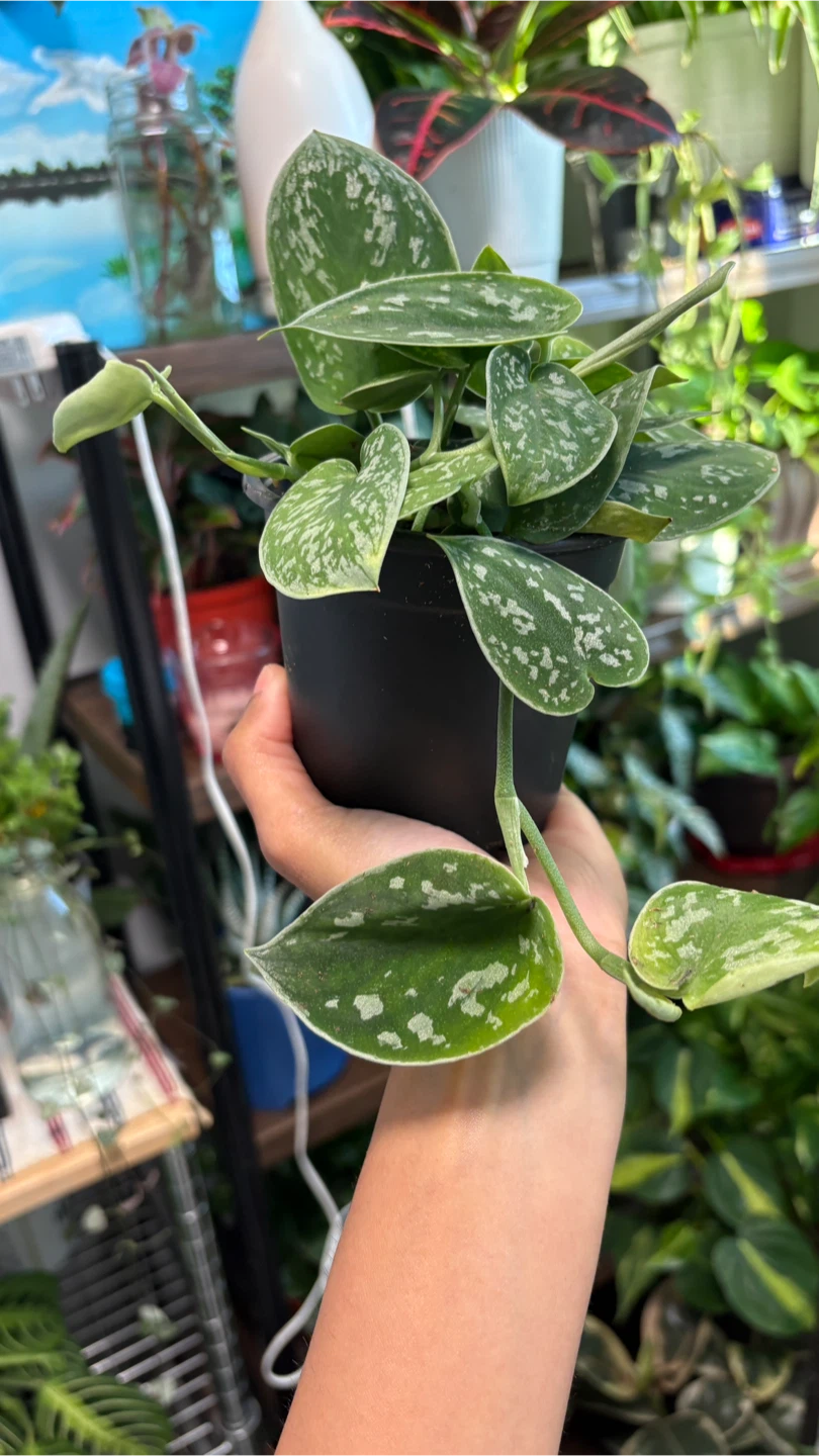 Scindapsus Pictus Argyraeus Silver Pothos Plant - photo 3