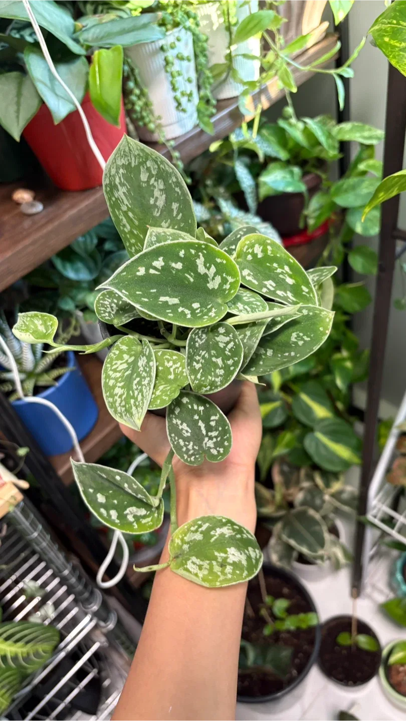 Scindapsus Pictus Argyraeus Silver Pothos Plant