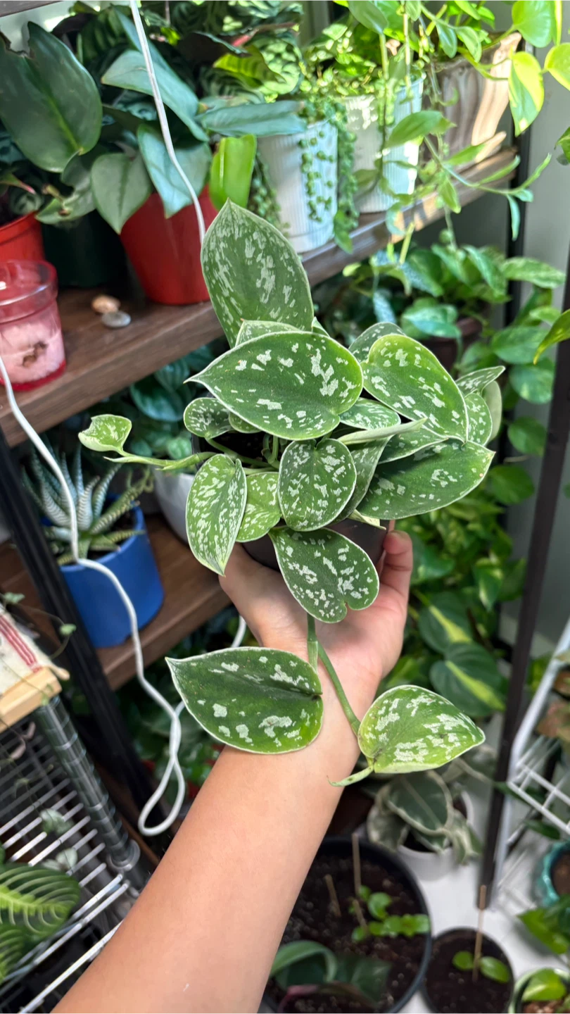 Scindapsus Pictus Argyraeus Silver Pothos Plant - photo 2