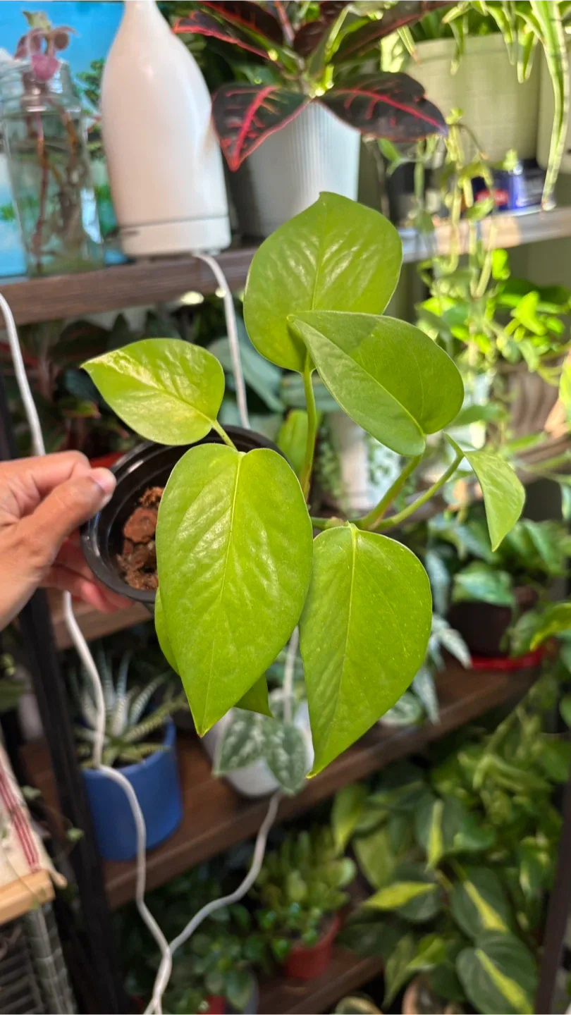 Pothos Plant