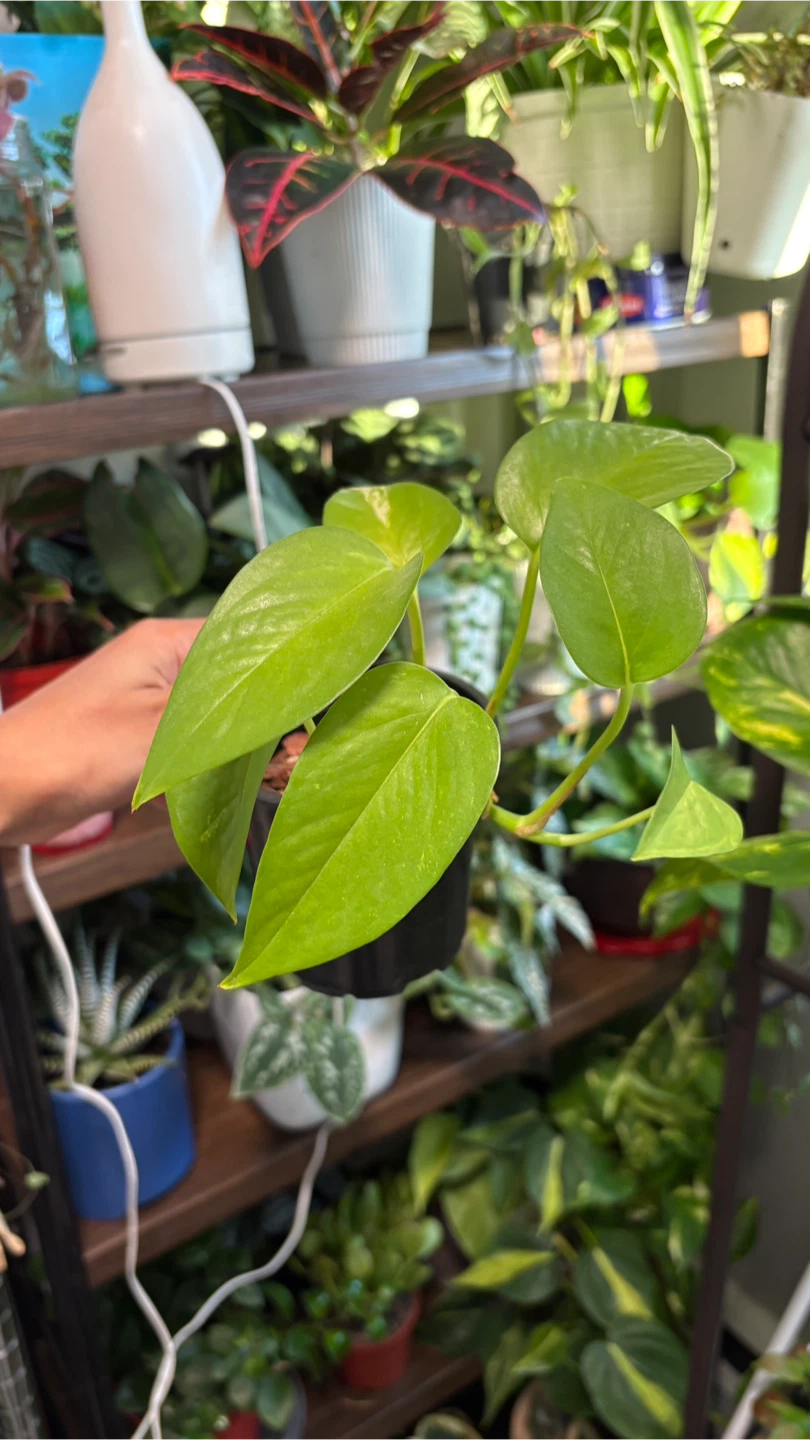 Pothos Plant - photo 2