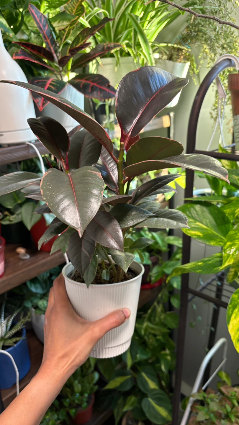 Ficus Ruby - photo 4