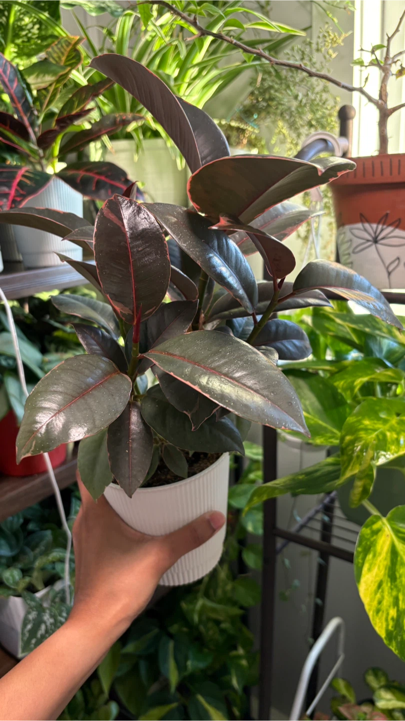 Ficus Ruby - photo 2