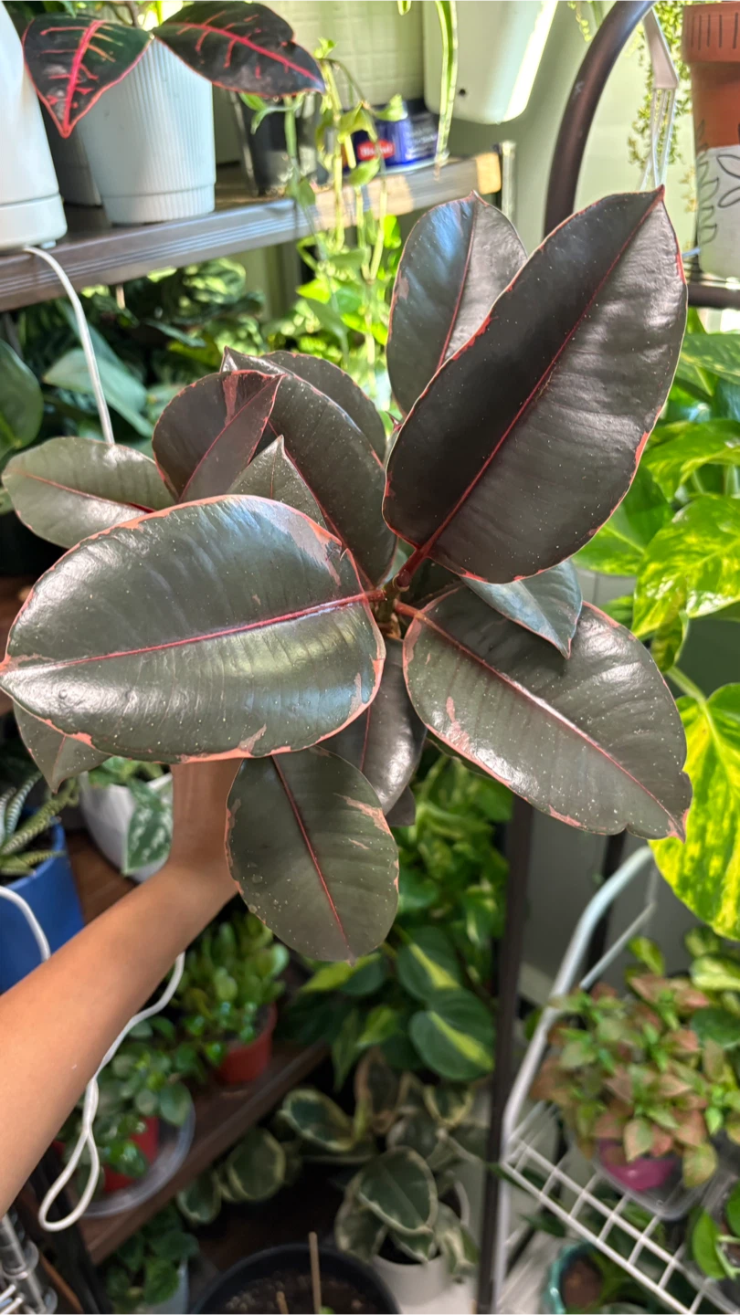 Ficus Ruby - photo 3