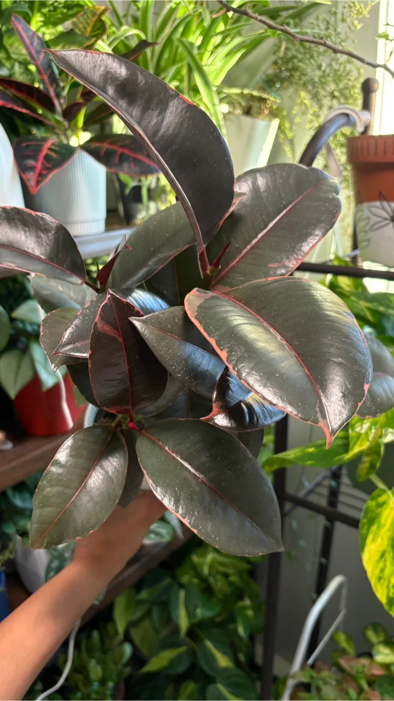 Ficus Ruby