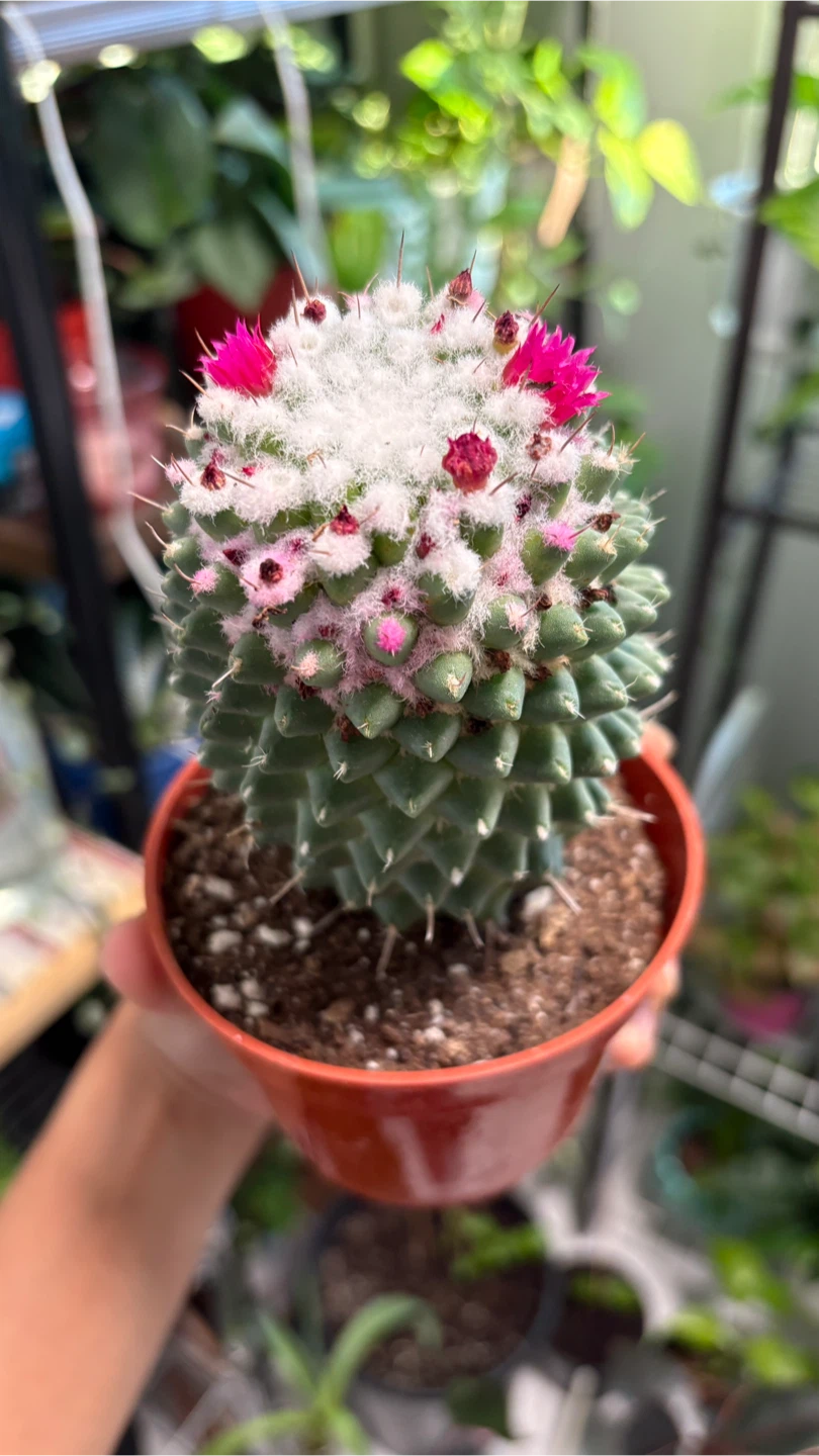 Flowering Mammillaria Cactus in Pot - photo 2