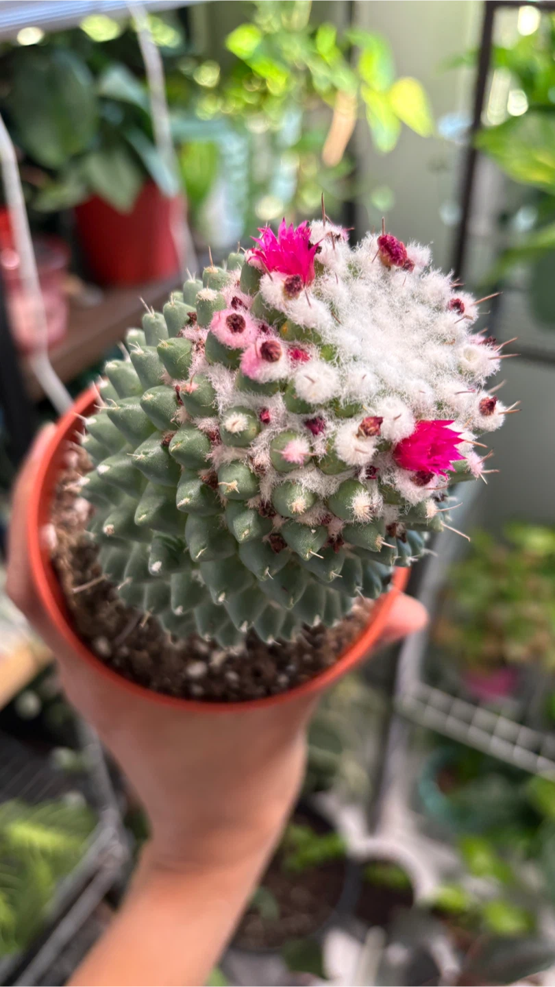 Flowering Mammillaria Cactus in Pot - photo 3