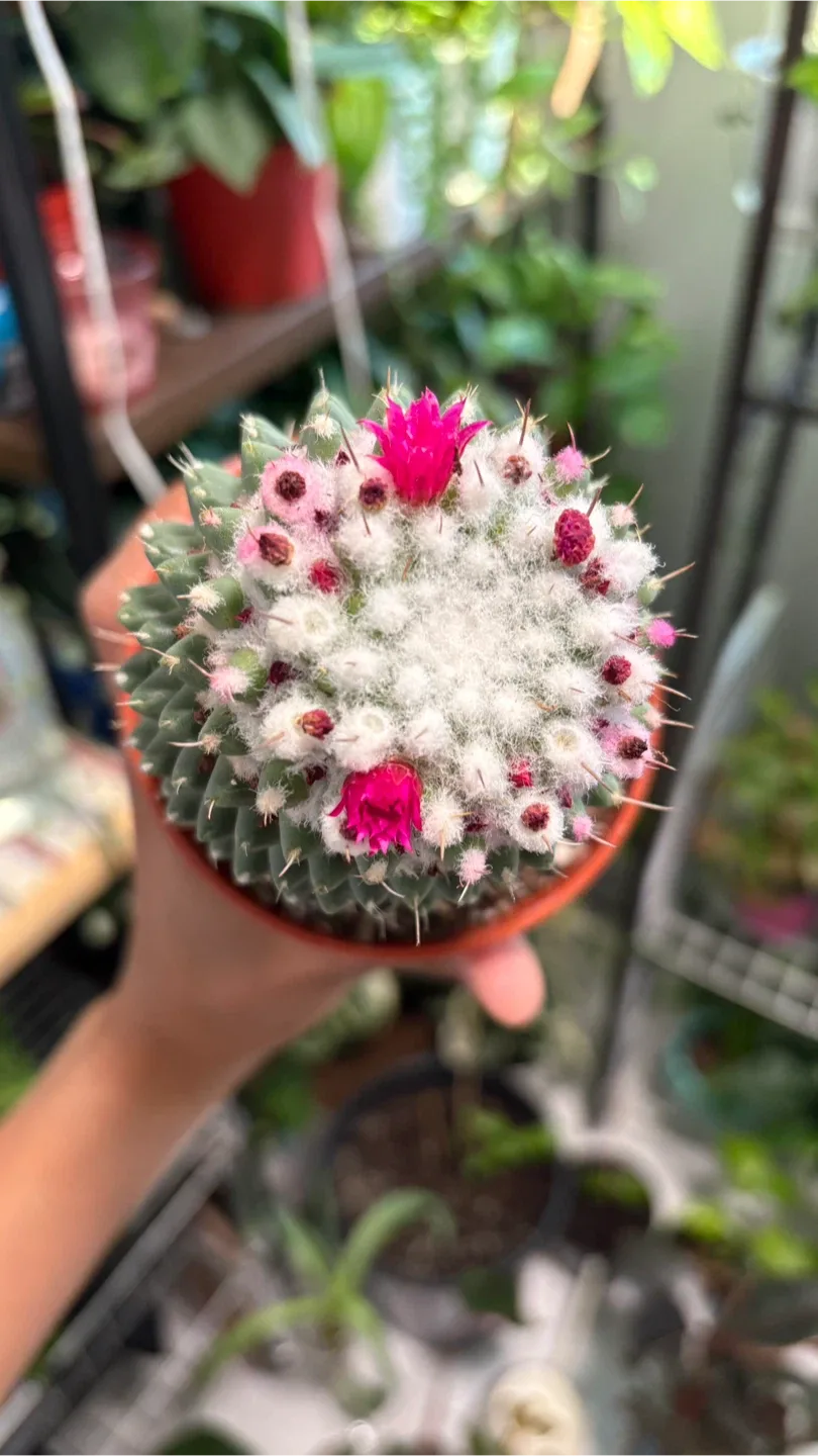 Flowering Mammillaria Cactus in Pot