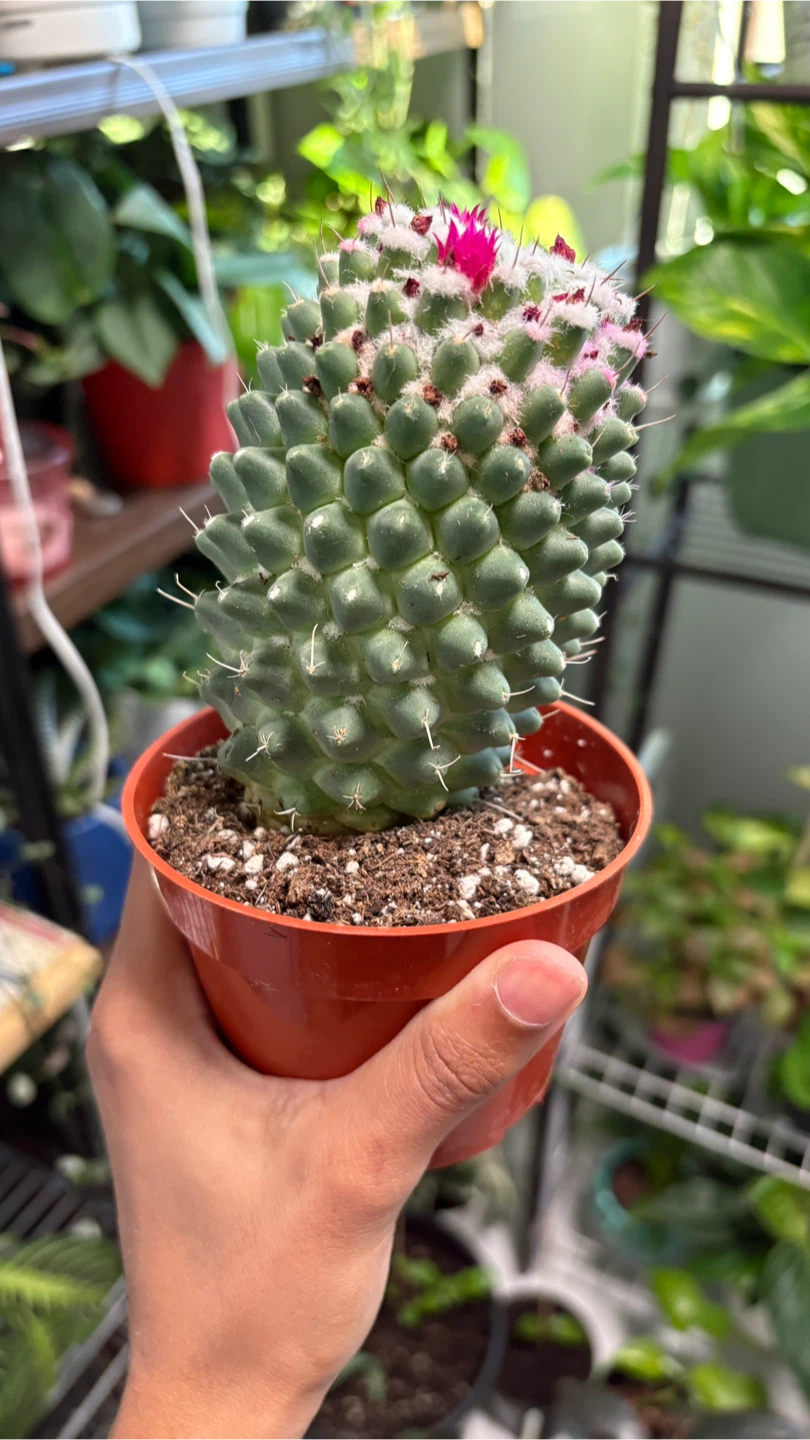 Flowering Mammillaria Cactus in Pot - photo 4