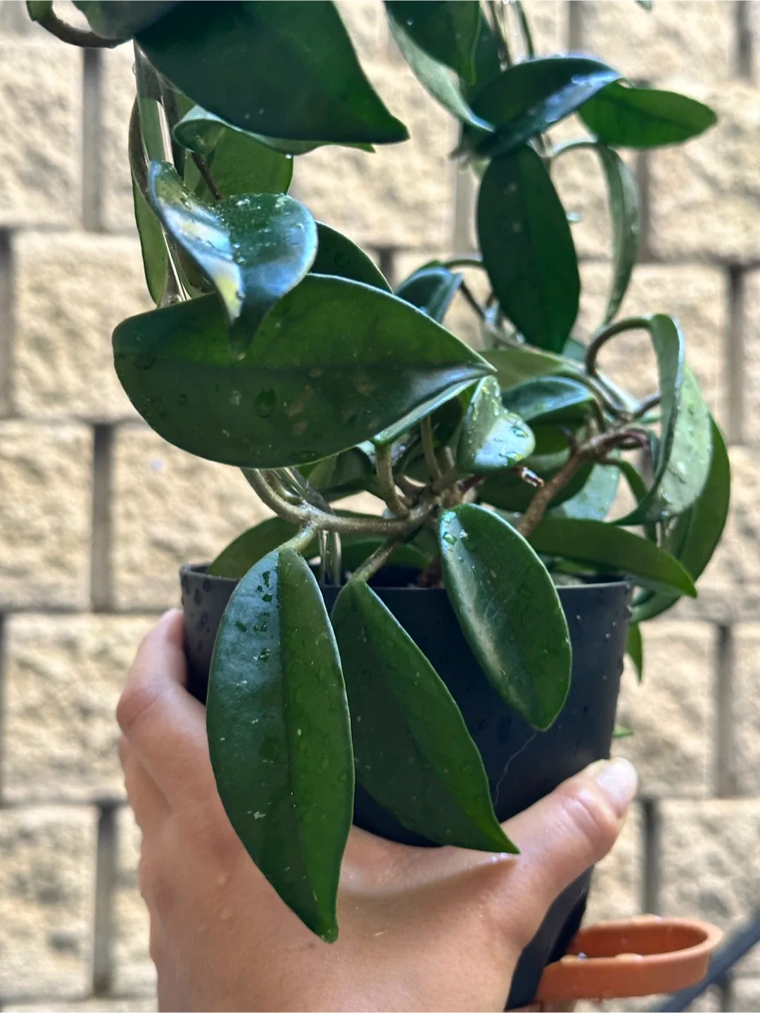 Hoya Pubicalyx Plant image indicator(2)