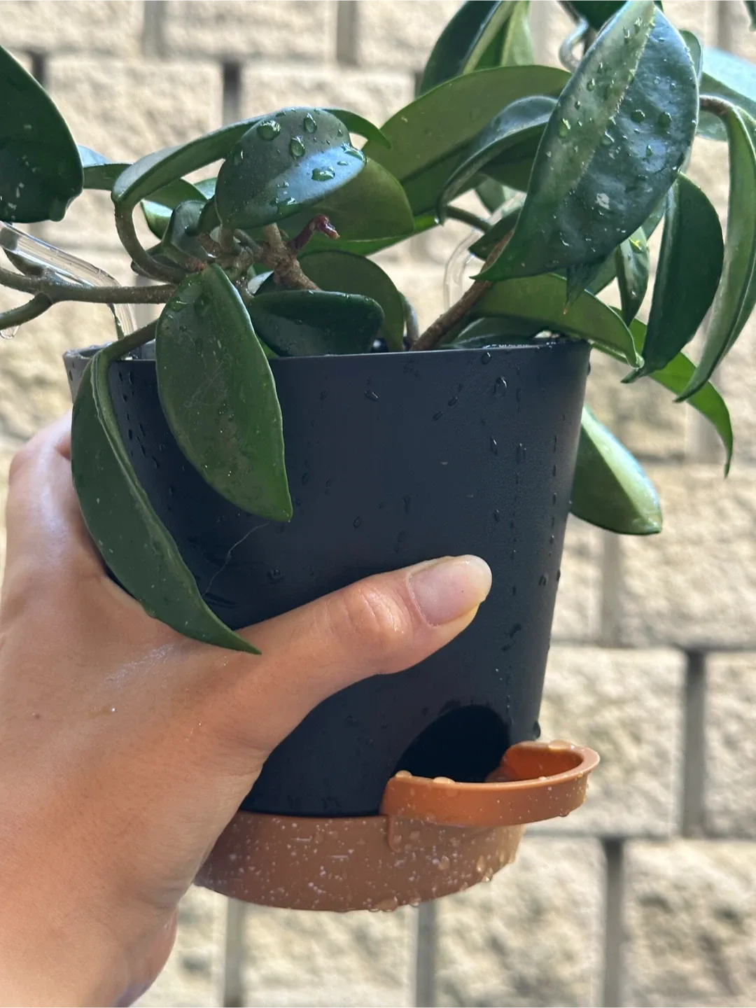 Hoya Pubicalyx Plant image indicator(4)