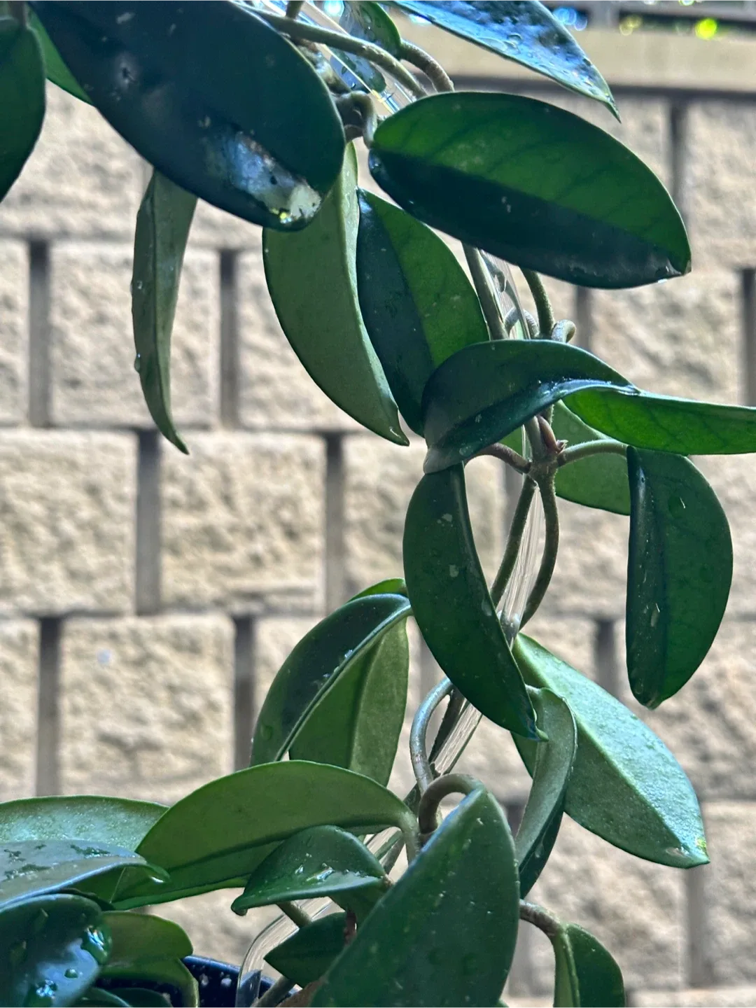 Hoya Pubicalyx Plant image indicator(3)