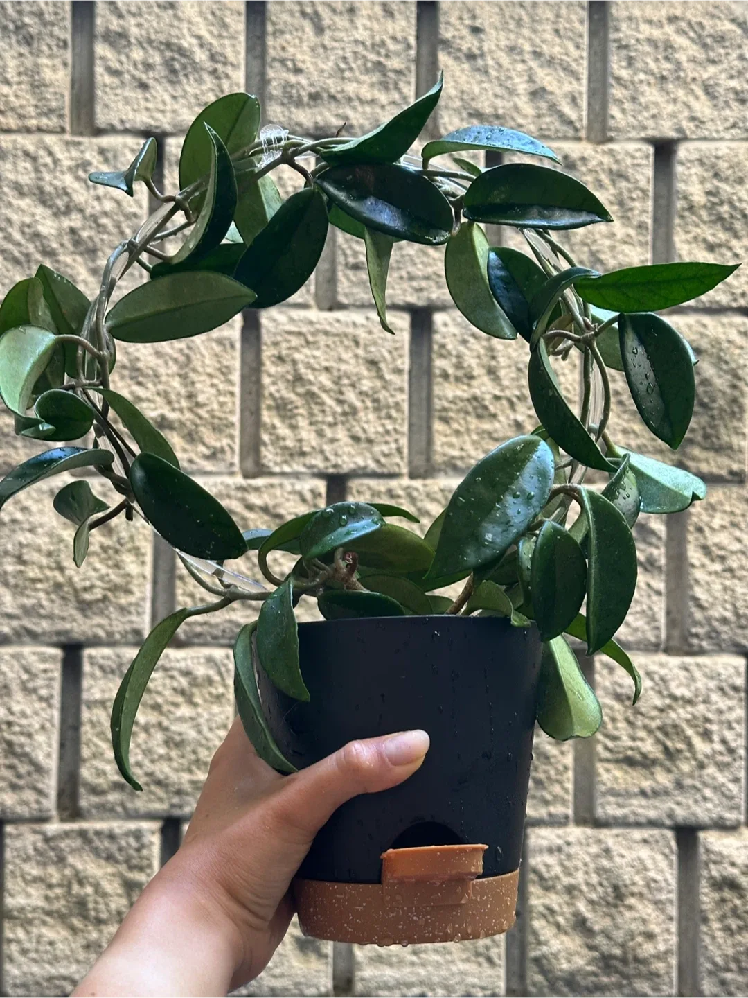 Hoya Pubicalyx Plant thumbnail