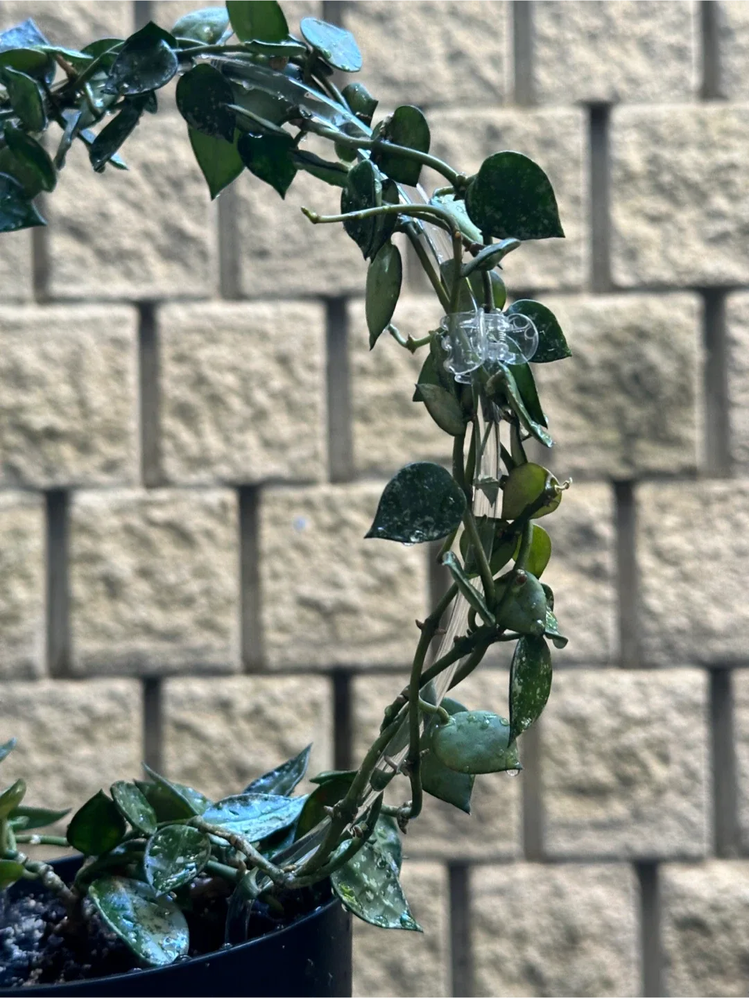 Hoya Krohniana Silver Splash image indicator(3)