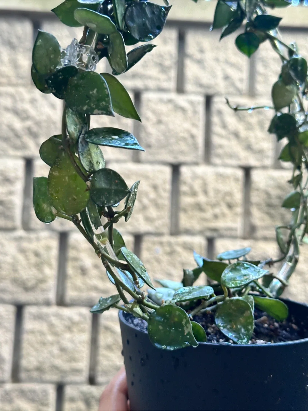 Hoya Krohniana Silver Splash image indicator(2)