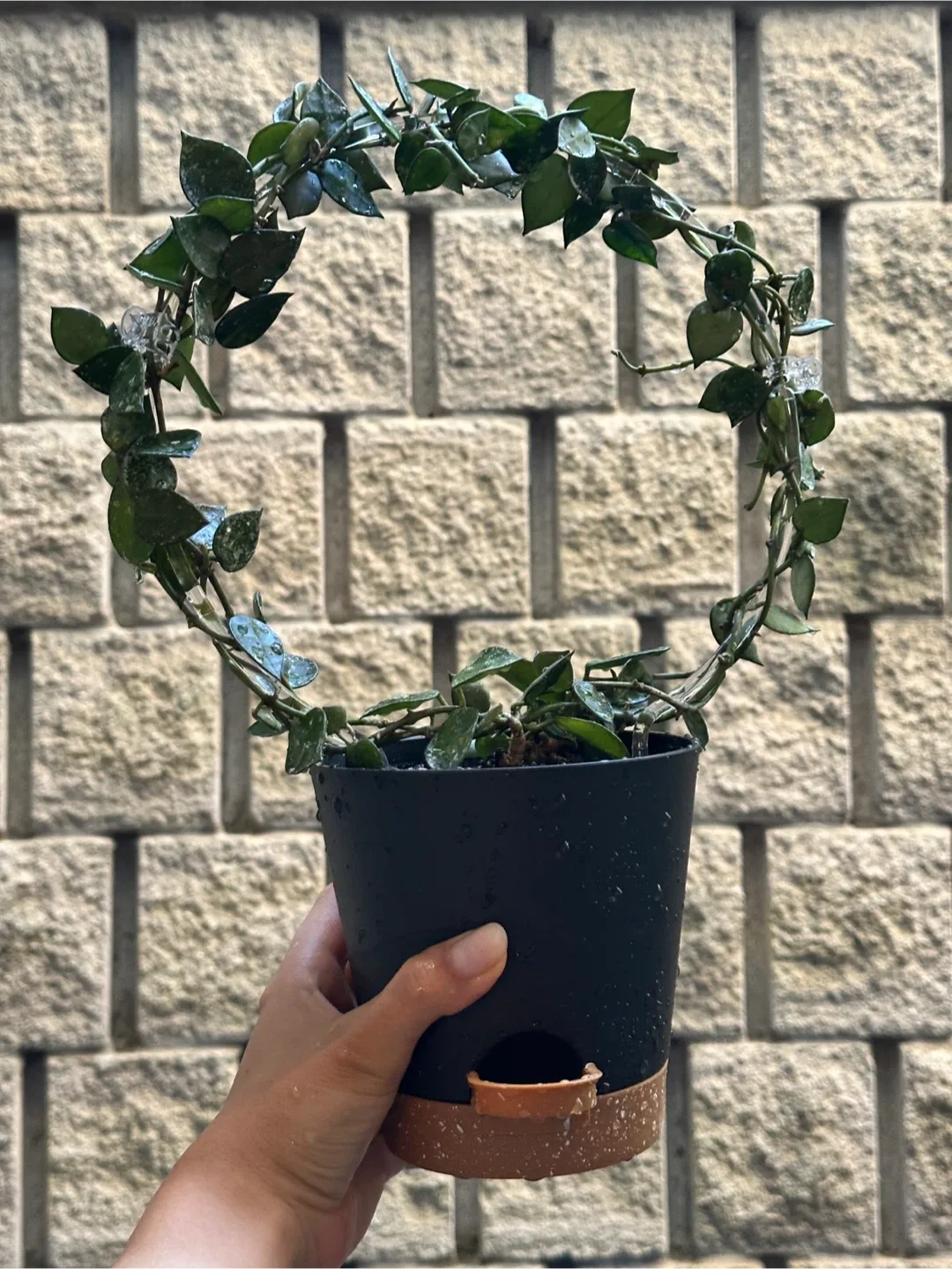 Hoya Krohniana Silver Splash thumbnail
