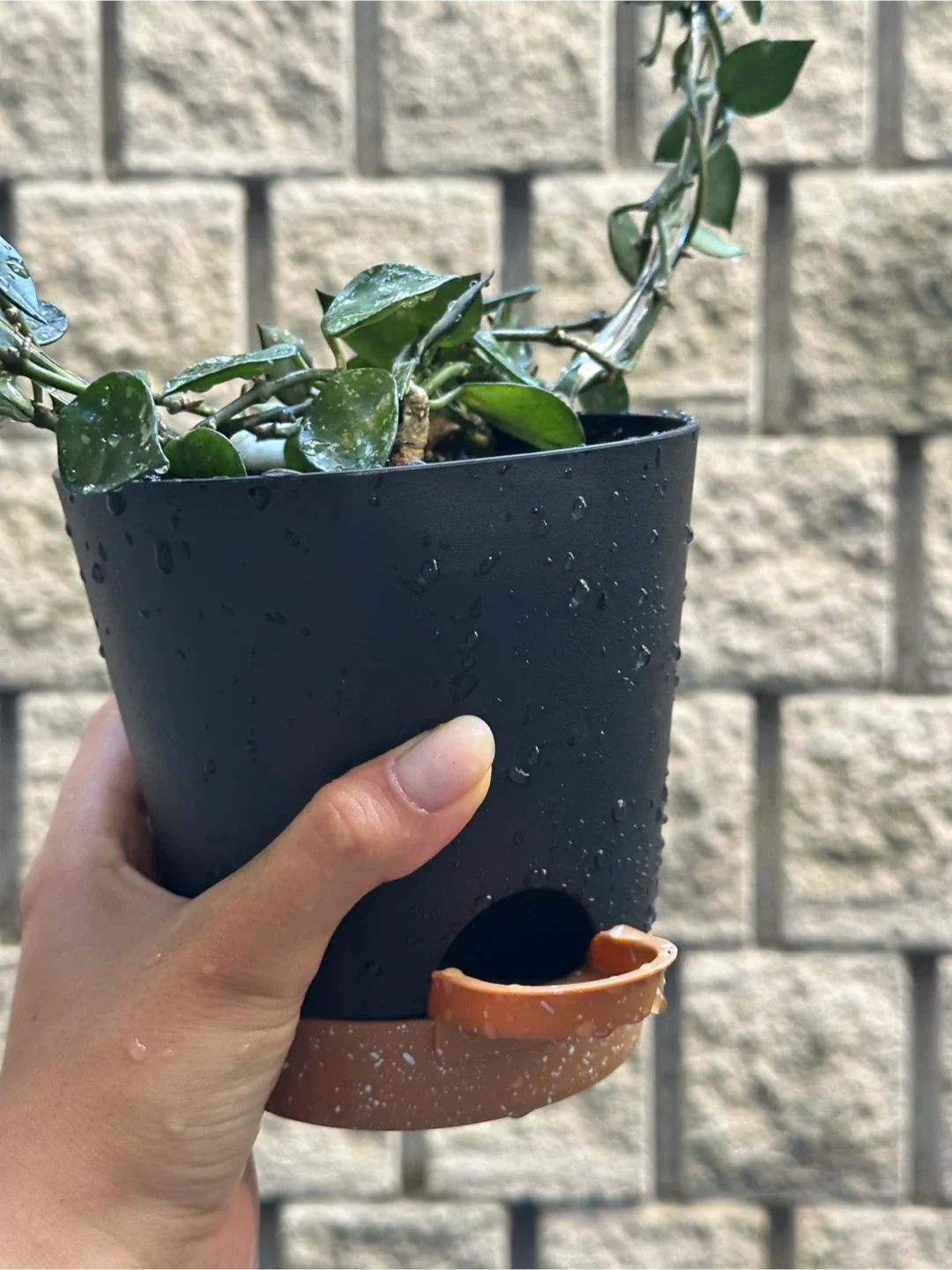 Hoya Krohniana Silver Splash image indicator(4)