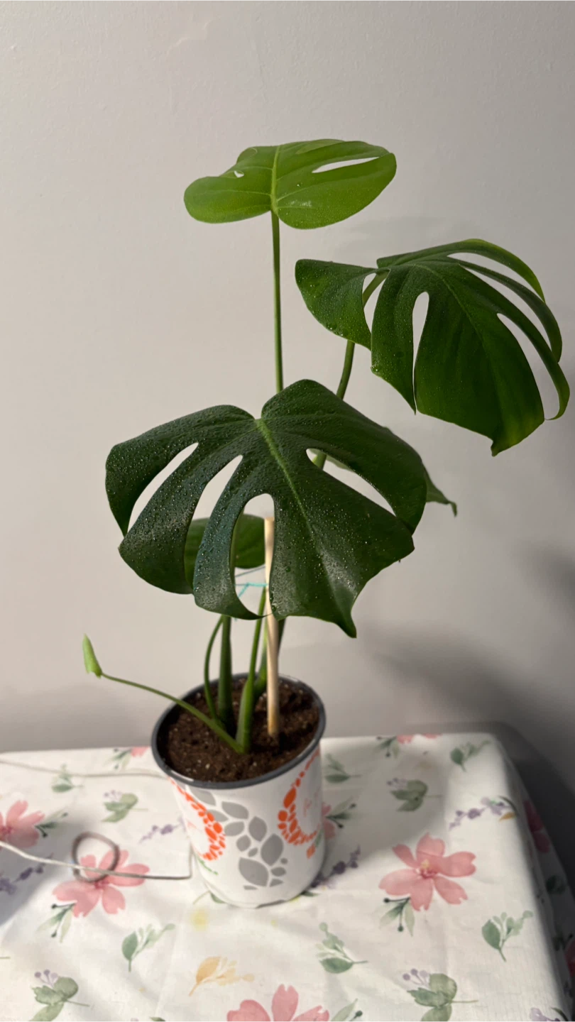 Monstera Deliciosa Plant - photo 2