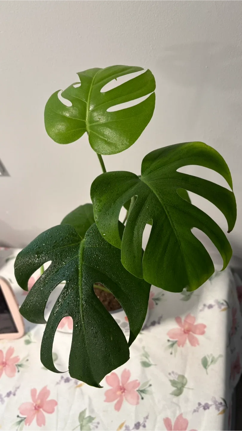 Monstera Deliciosa Plant