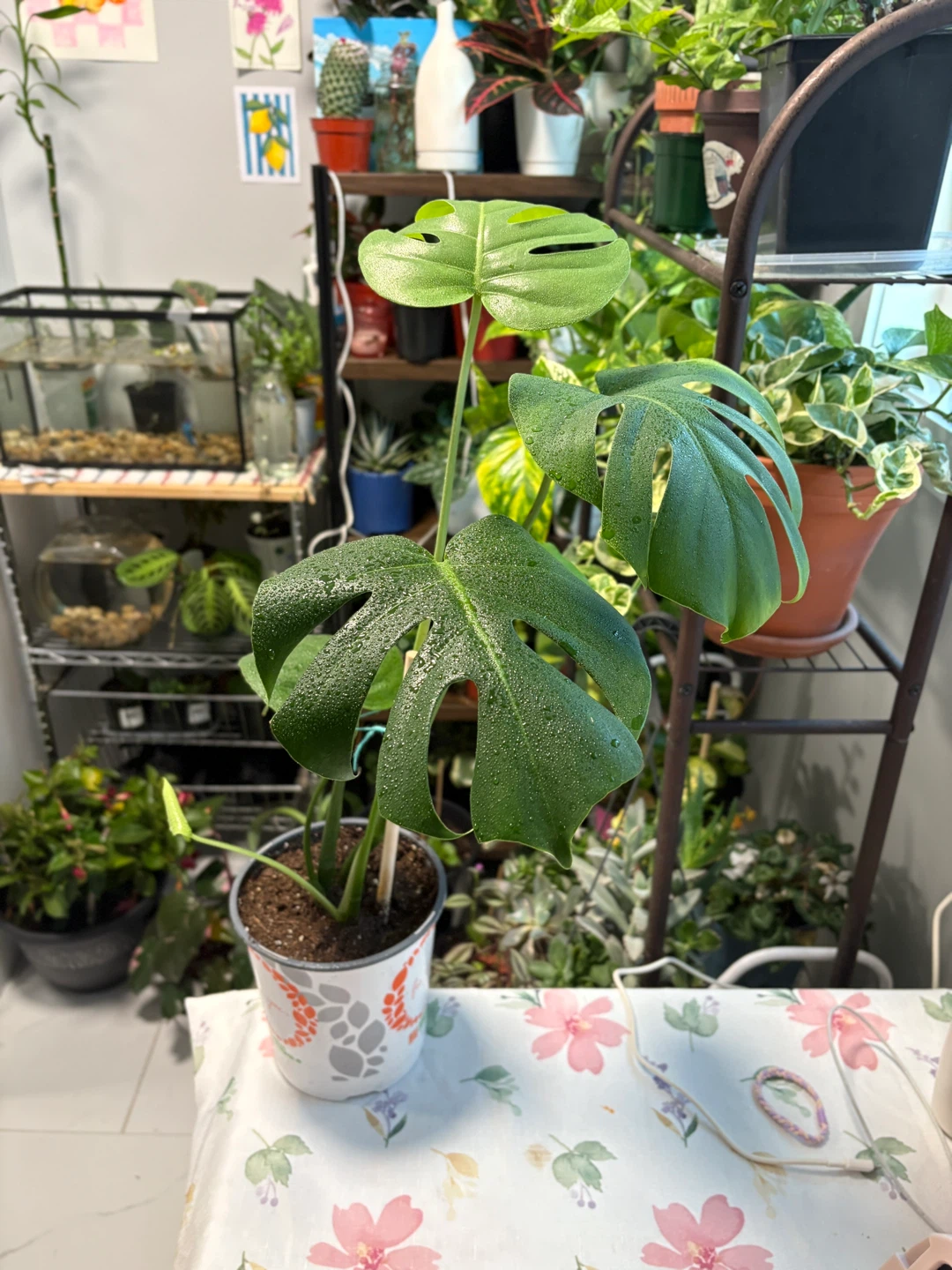 Monstera Deliciosa Plant - photo 4