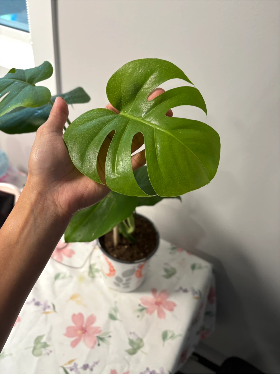Monstera Deliciosa Plant - photo 3