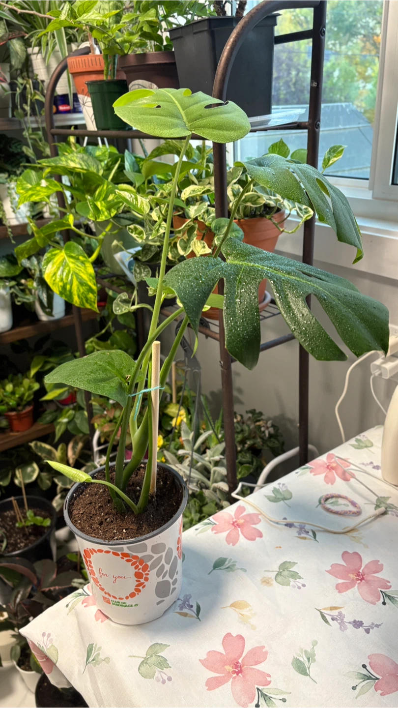 Monstera Deliciosa Plant - photo 5