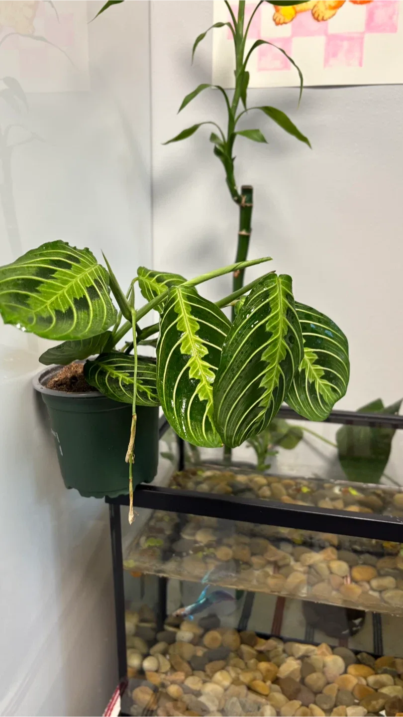 Maranta Lemon Lime Prayer Plant