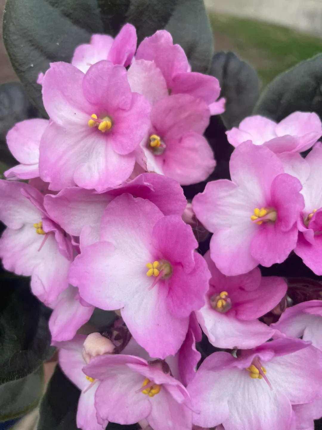 🌸 African Violet — Blooming Indoor Plant for All Seasons 🌸 image indicator(2)