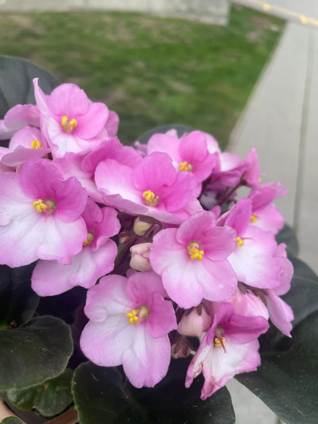 🌸 African Violet — Blooming Indoor Plant for All Seasons 🌸 image indicator(3)