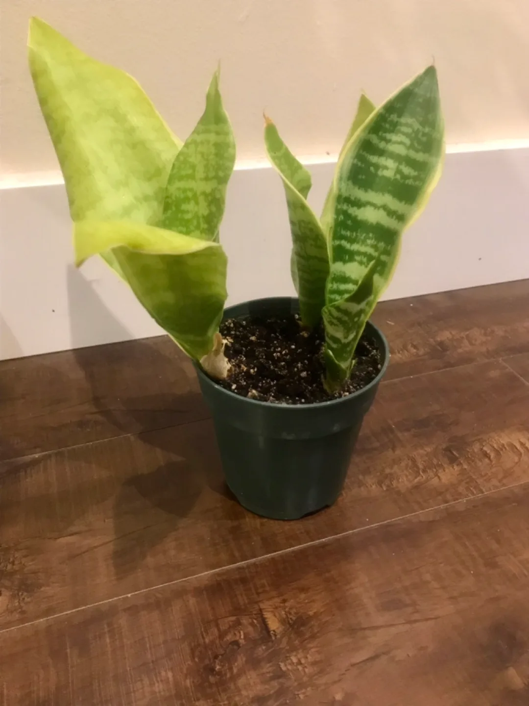 Snake Plants in Plastic Pot image indicator(2)