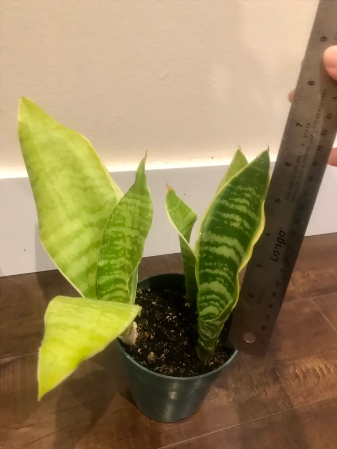 Snake Plants in Plastic Pot image indicator(3)