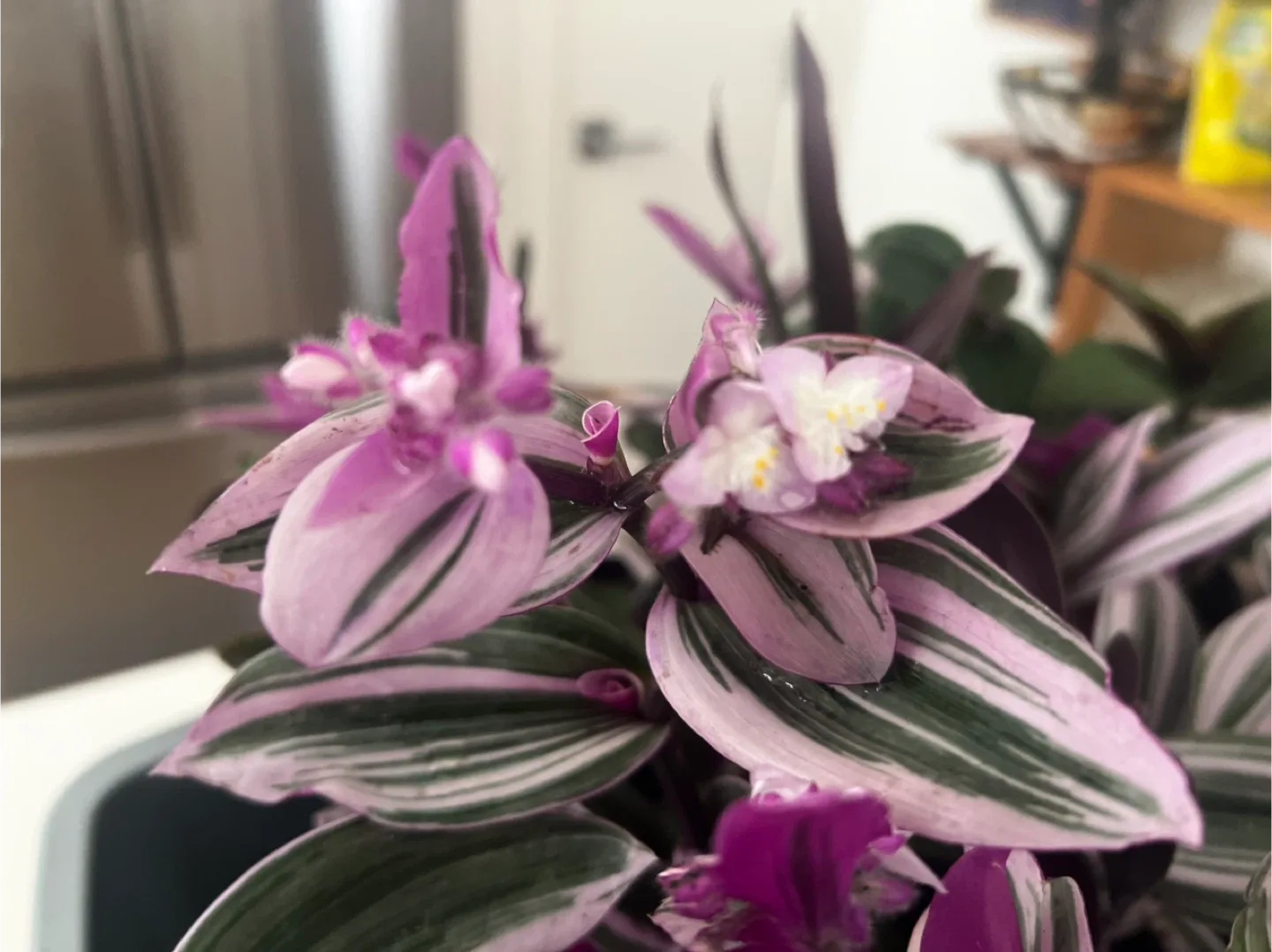 Fantasy Venice indoor plant in 1-gallon pot image indicator(2)