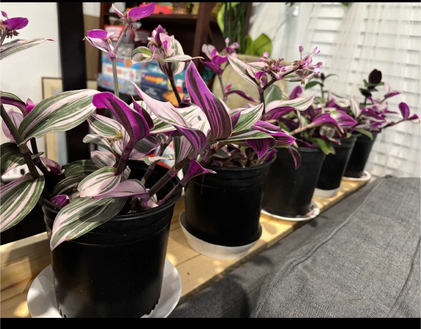 Fantasy Venice indoor plant in 1-gallon pot thumbnail