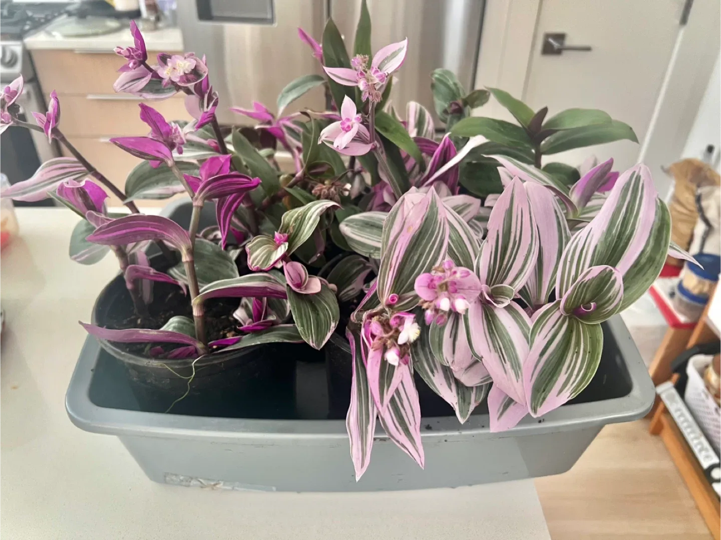 Fantasy Venice indoor plant in 1-gallon pot image indicator(3)