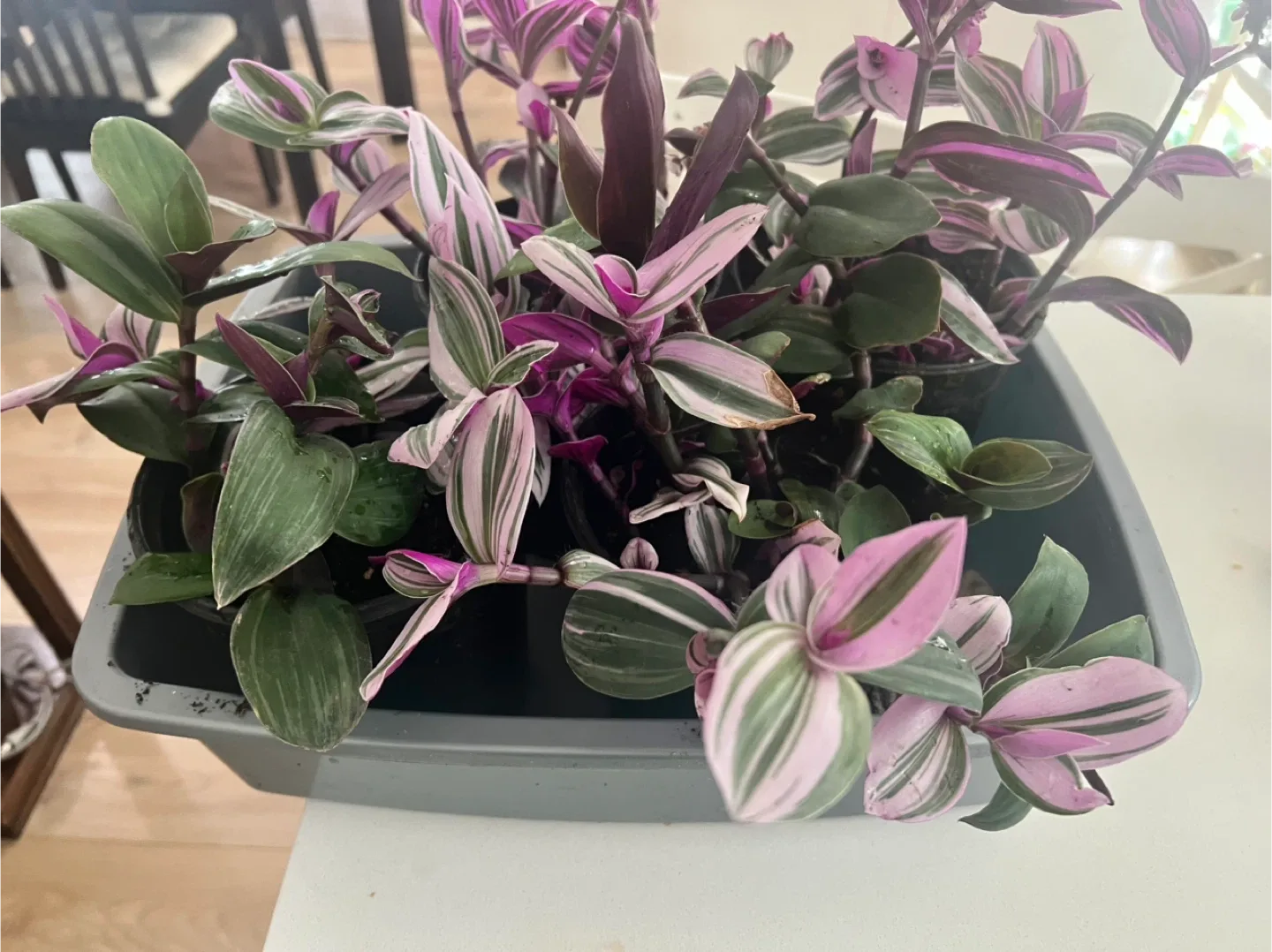 Fantasy Venice indoor plant in 1-gallon pot image indicator(4)