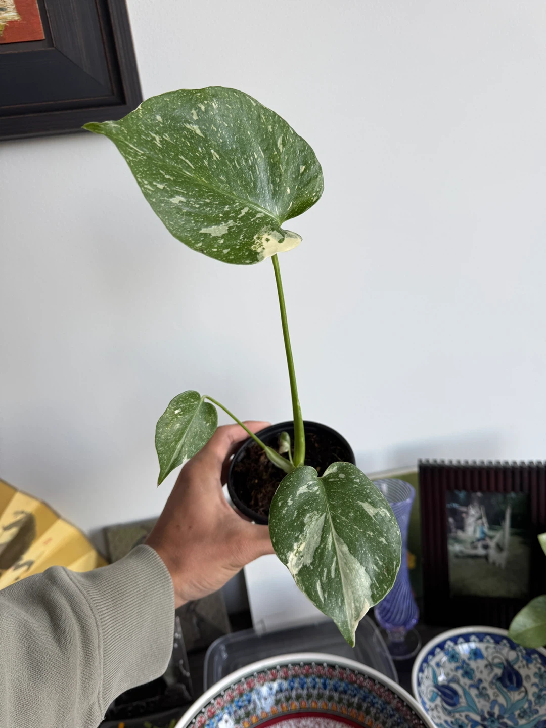 Monstera Thai Constellation Plant