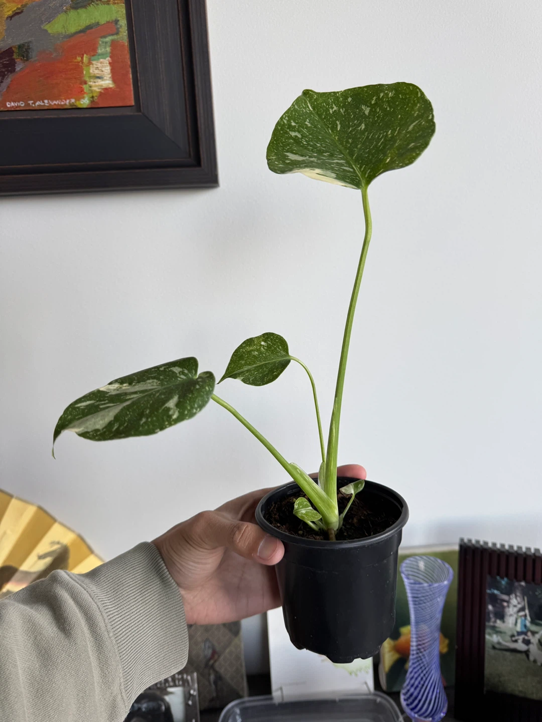 Monstera Thai Constellation Plant - photo 3