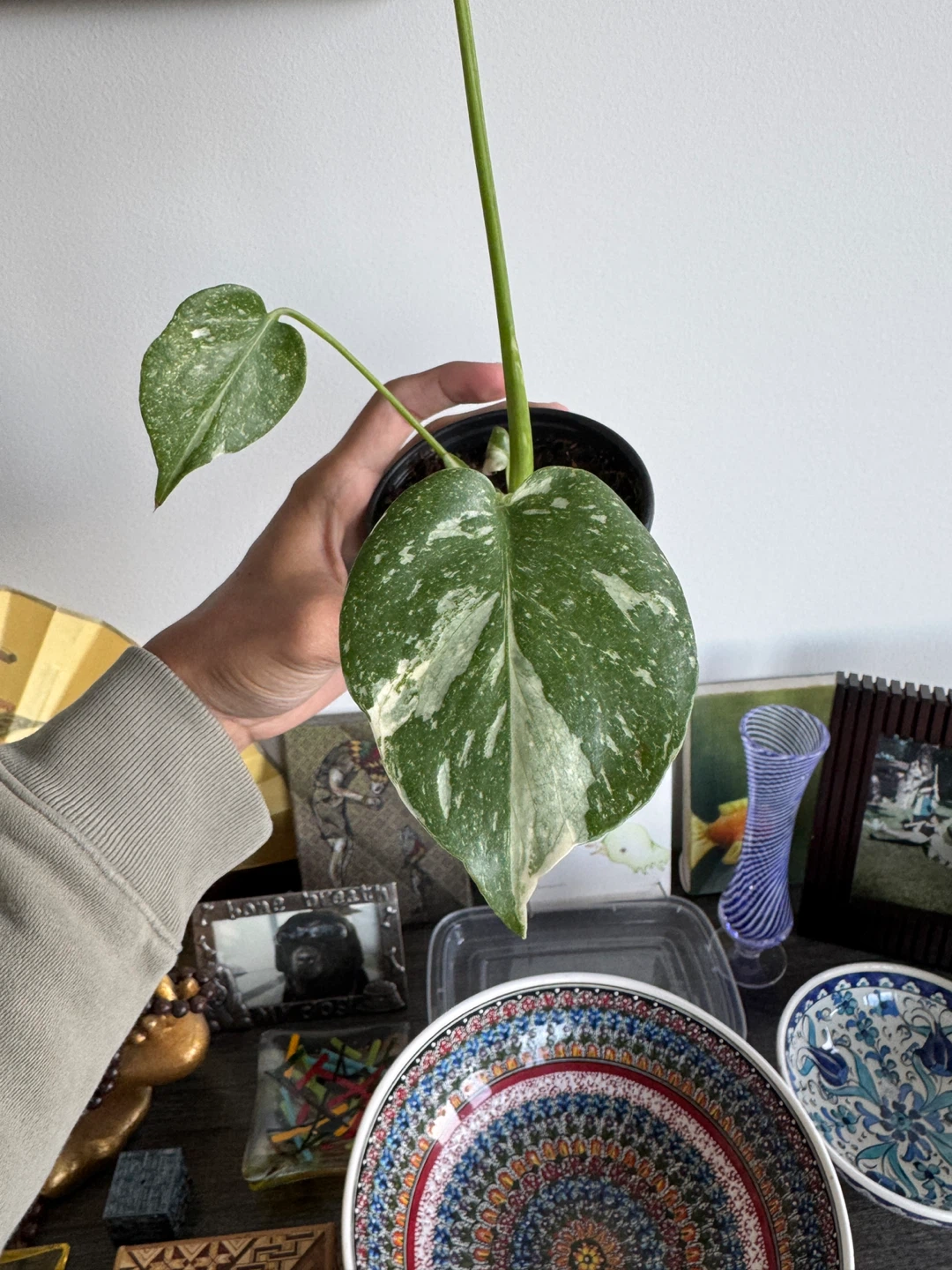 Monstera Thai Constellation Plant - photo 2