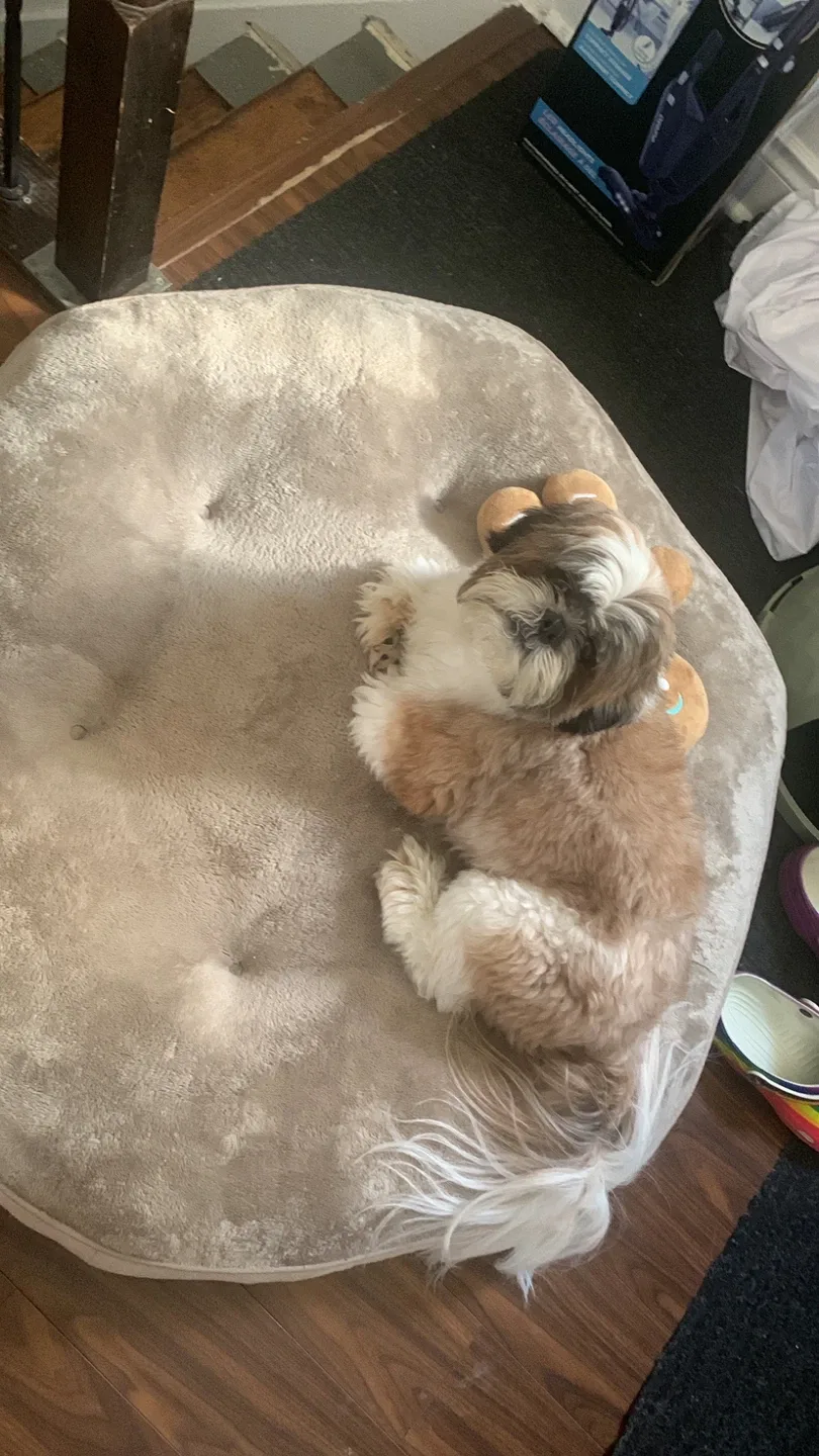 Large Dog Bed + Plush Toy image indicator(3)