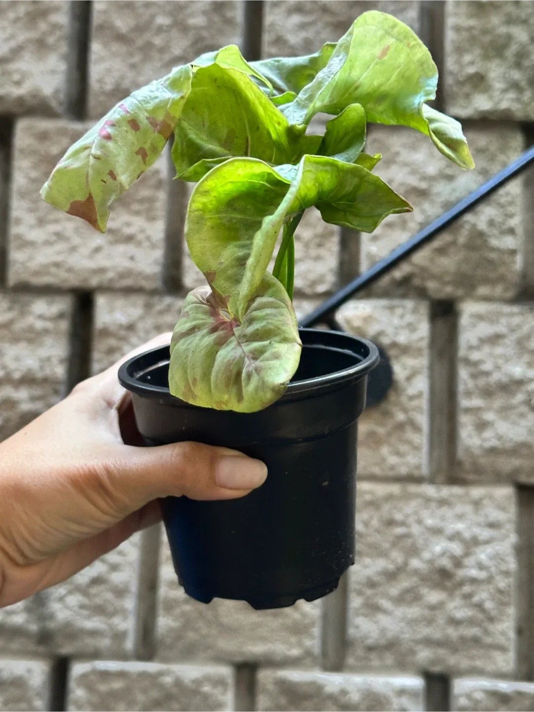 Syngonium Milk Confetti Plant Small image indicator(2)