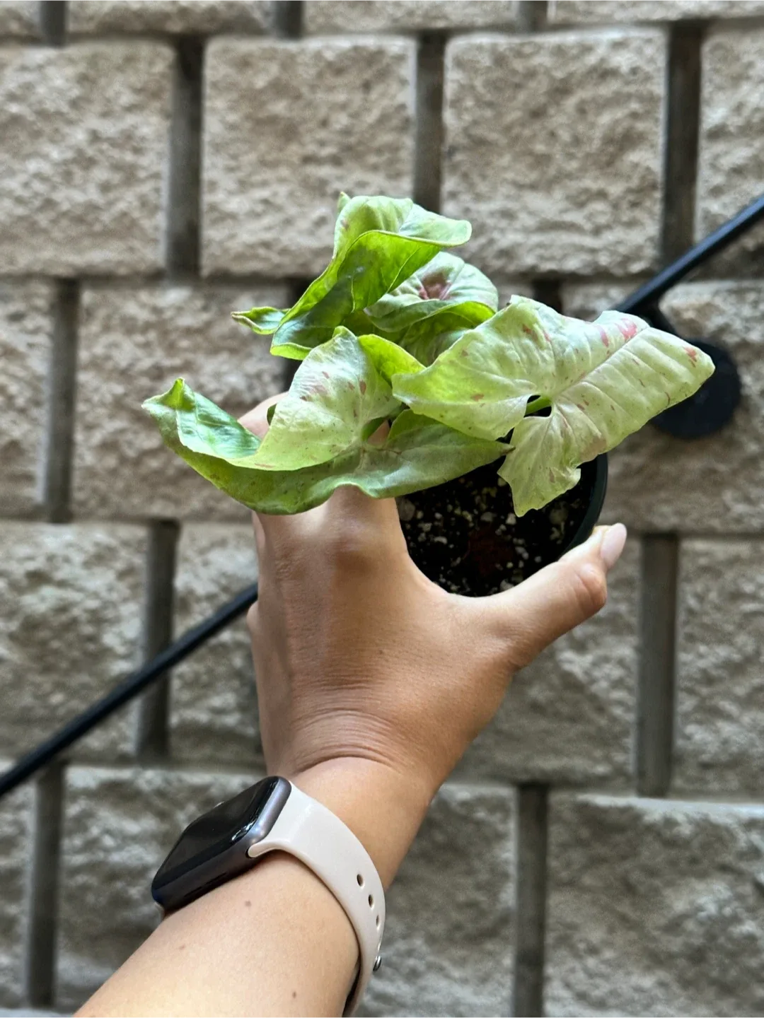 Syngonium Milk Confetti Plant thumbnail