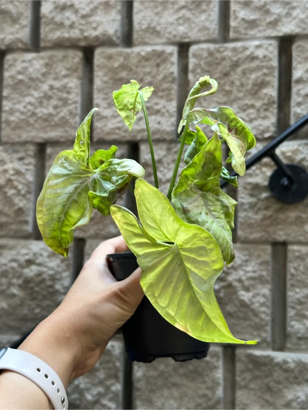 Syngonium Milk Confetti Plant Medium image indicator(2)